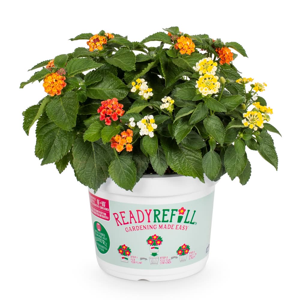 Lowe's Multicolor Mixed Annuals Combinations in 3-Quart Pot