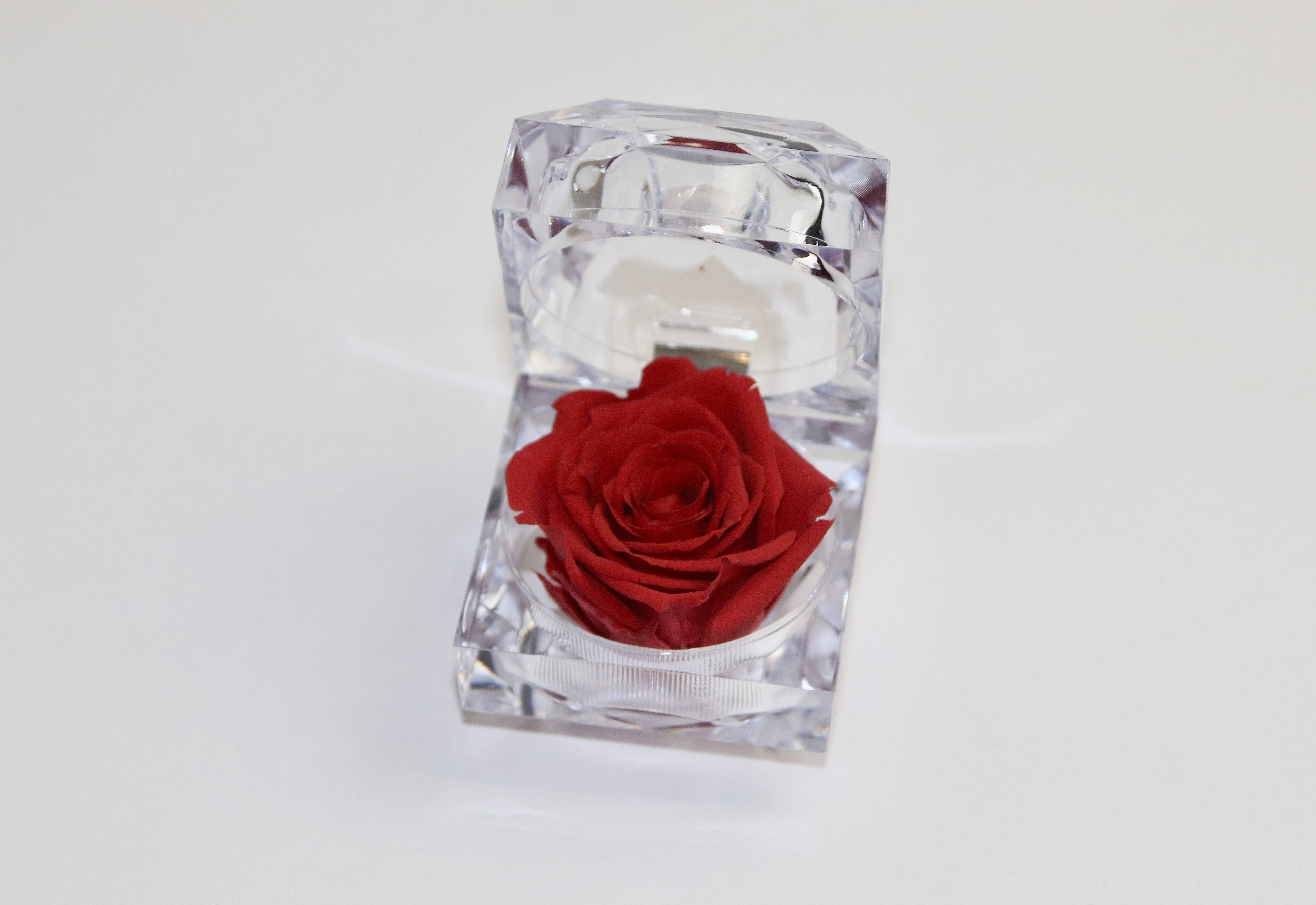 Ecrin avec une rose éternelle rouge