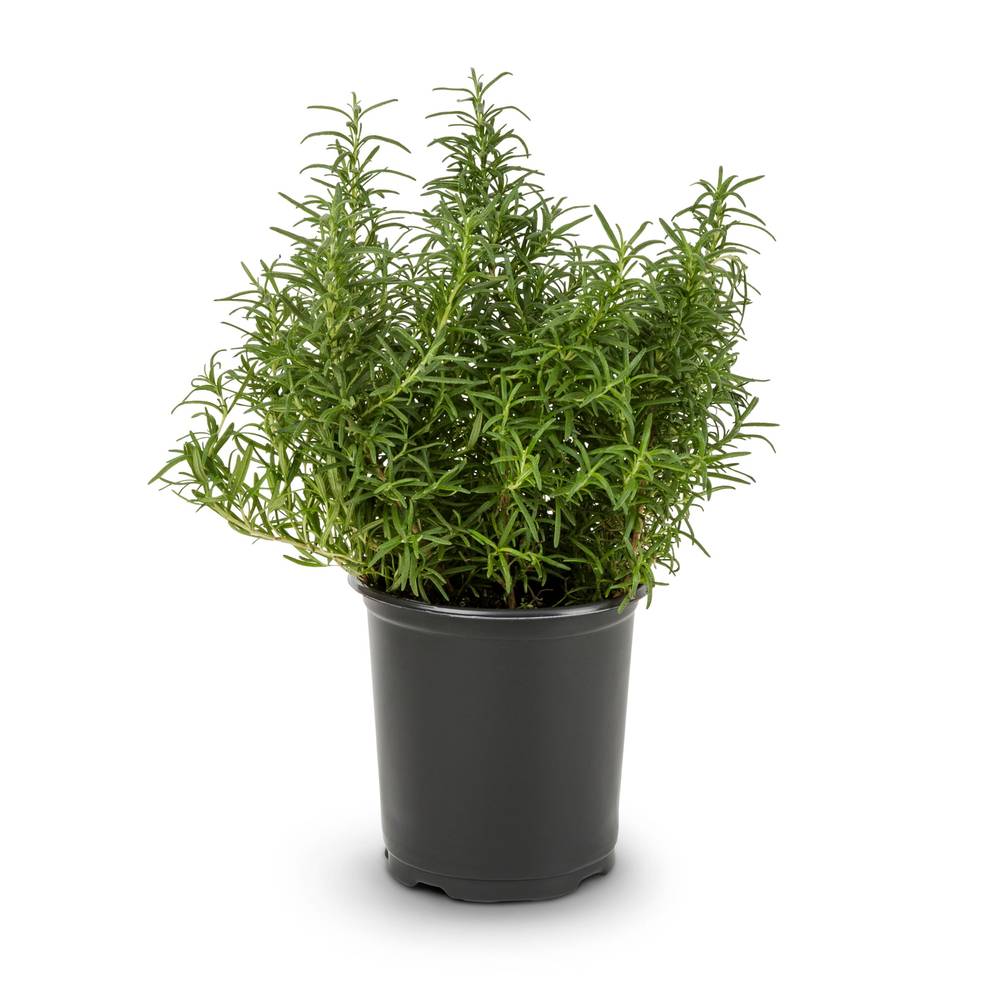 Lowe's Green Rosemary Plant in 2.5-Quart Pot | NURSERY