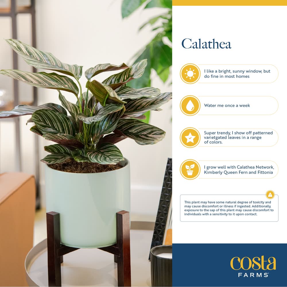 Costa Farms Calathea House Plant - Thumbnail 5