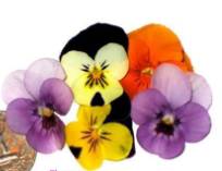 Micro Viola Flowers - 50 ct (1 Unit per Case)