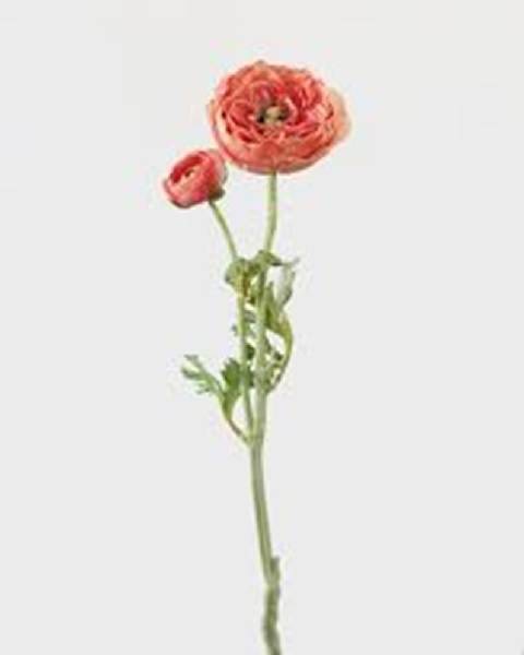 5 Stem Lindseys Mix Ranunculus Flowers