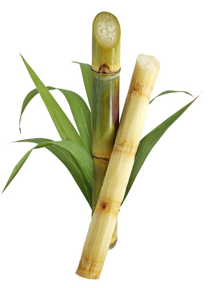 Sugar Cane