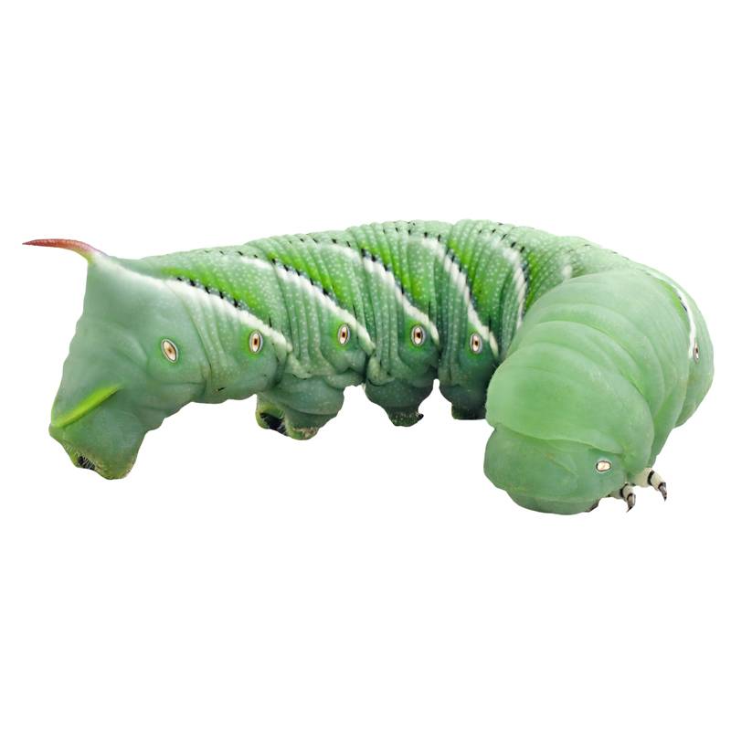 The Bug Company Horn Worm,  1 Each - Not Available For Delivery