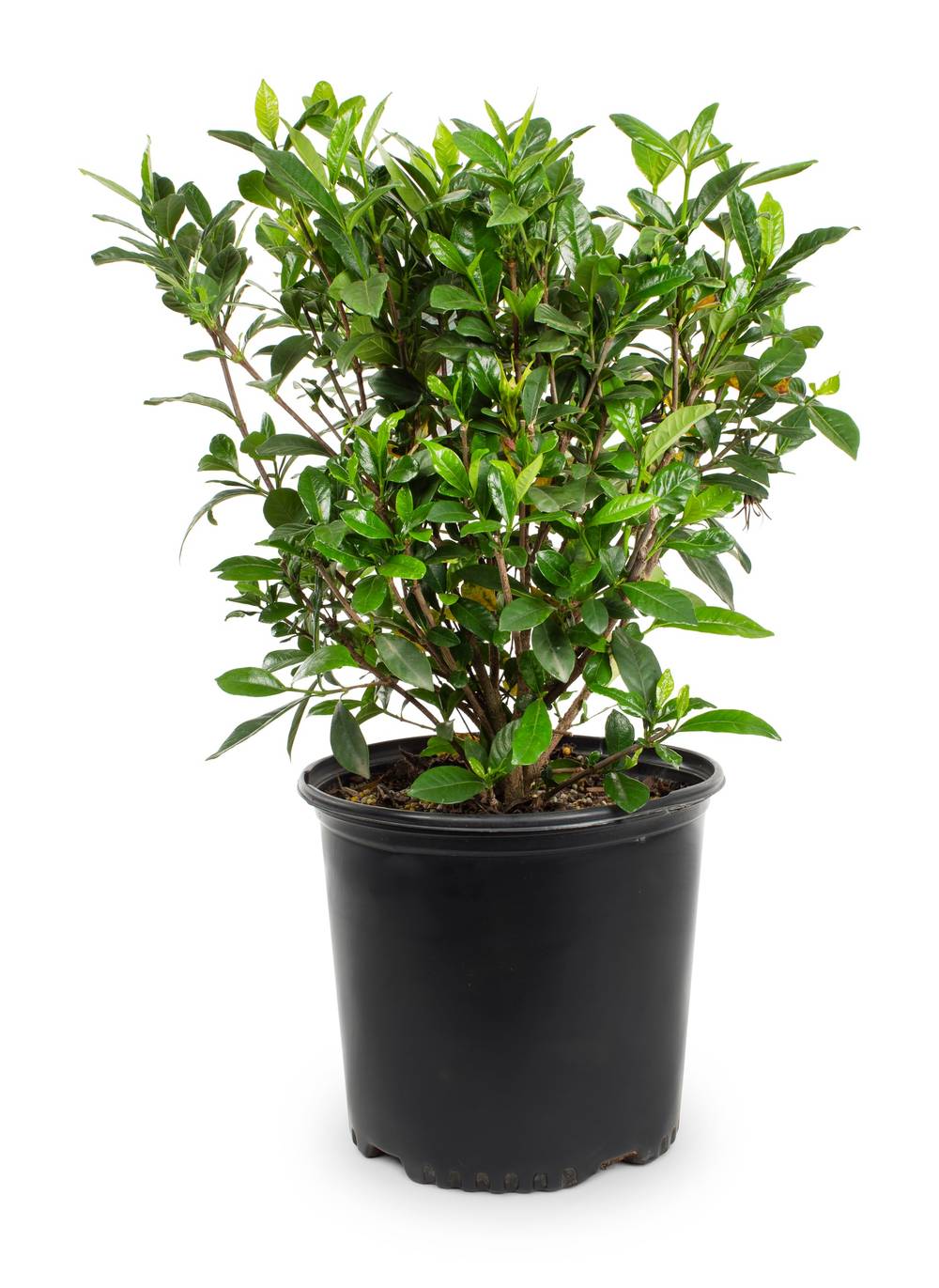 Lowe's August Beauty Gardenia Flowering Shrub in 2.25 -Gallon Pot 1 -Pack with White Blooms | 152486