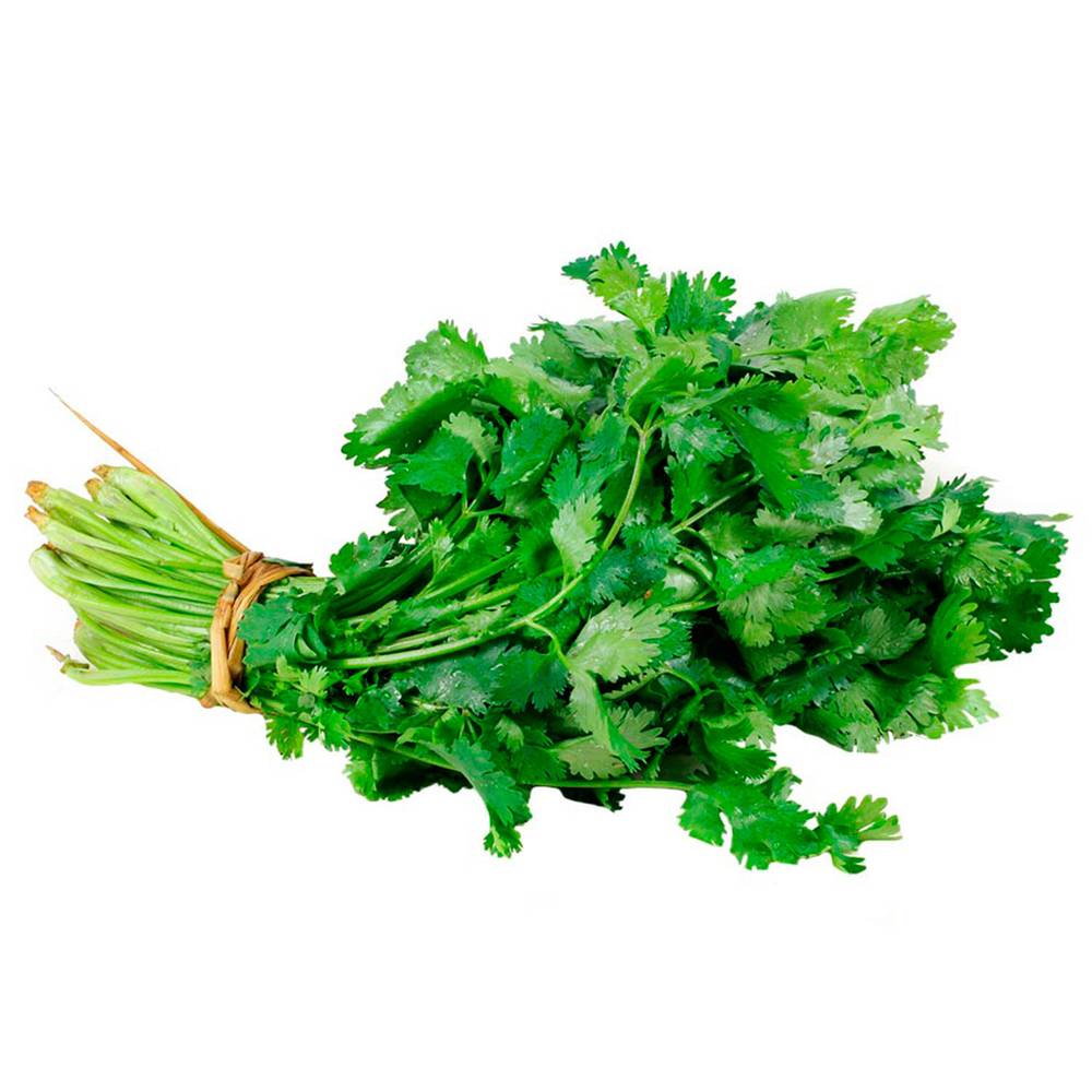 Cilantro