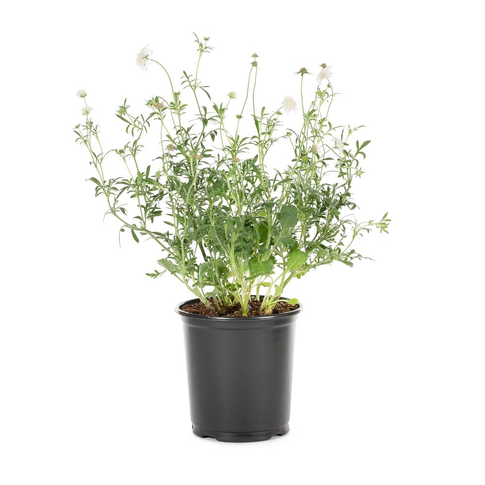 Lowe's Multicolor Pincushion Flower Plant in 2.52-Quart Pot | NURSERY