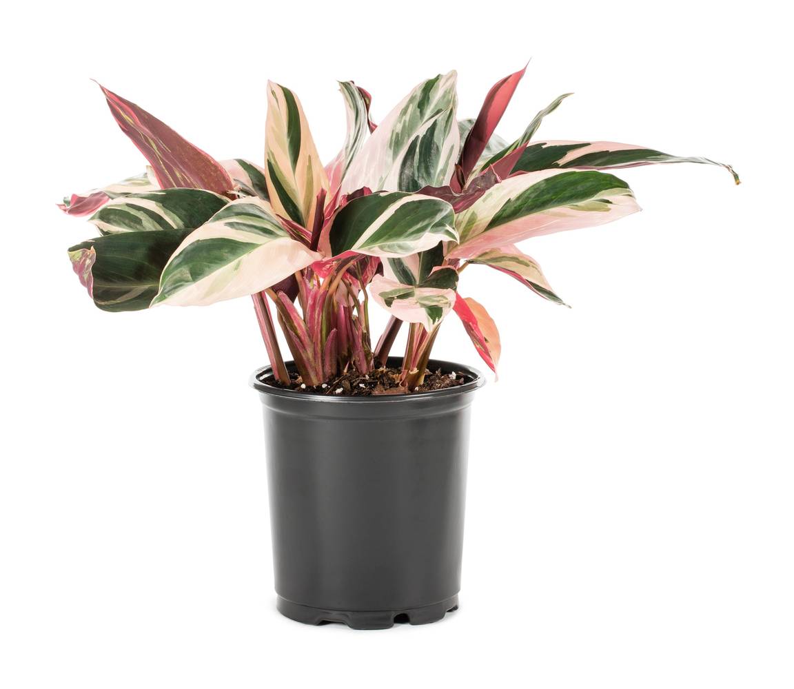 Lowe's Pink Tricolor Ginger Plant in 2.5-Quart Pot | NURSERY