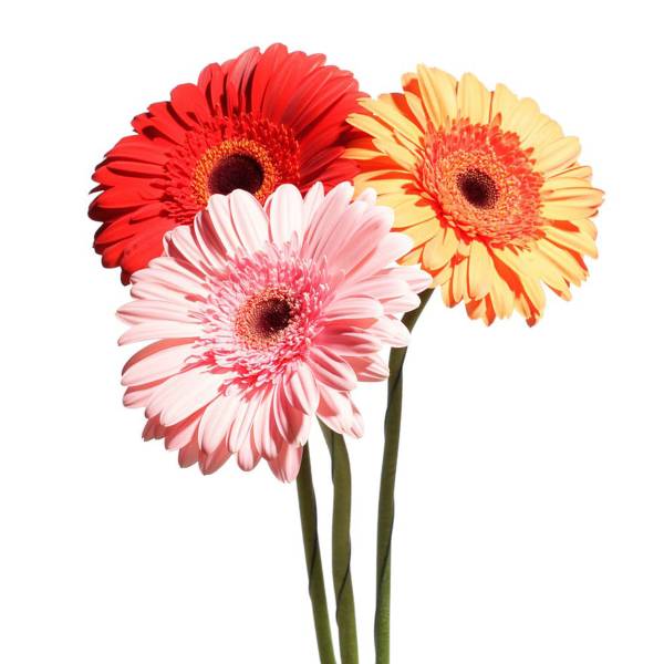 Gerbera Daisy, Bunch