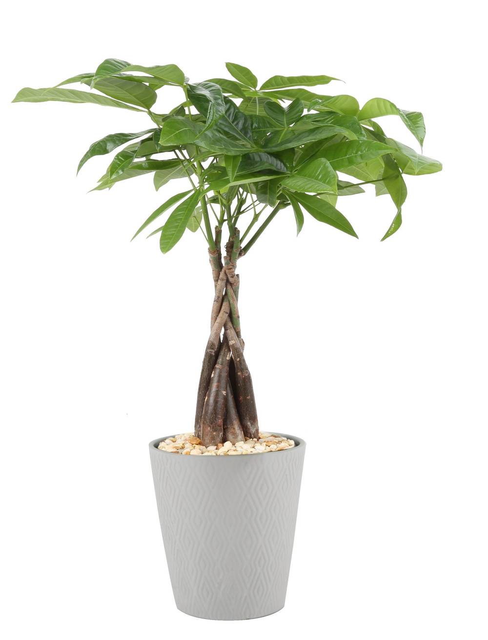 Lowe's White Money Tree House Plant in 1.25-Pint Planter | NURSERY