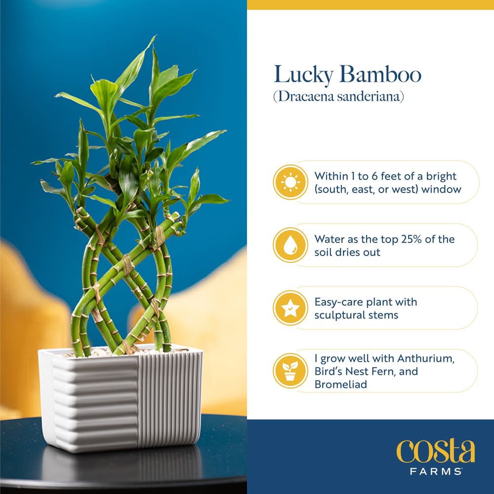 Costa Farms Specialty Lucky Bamboo House Planter 4 oz