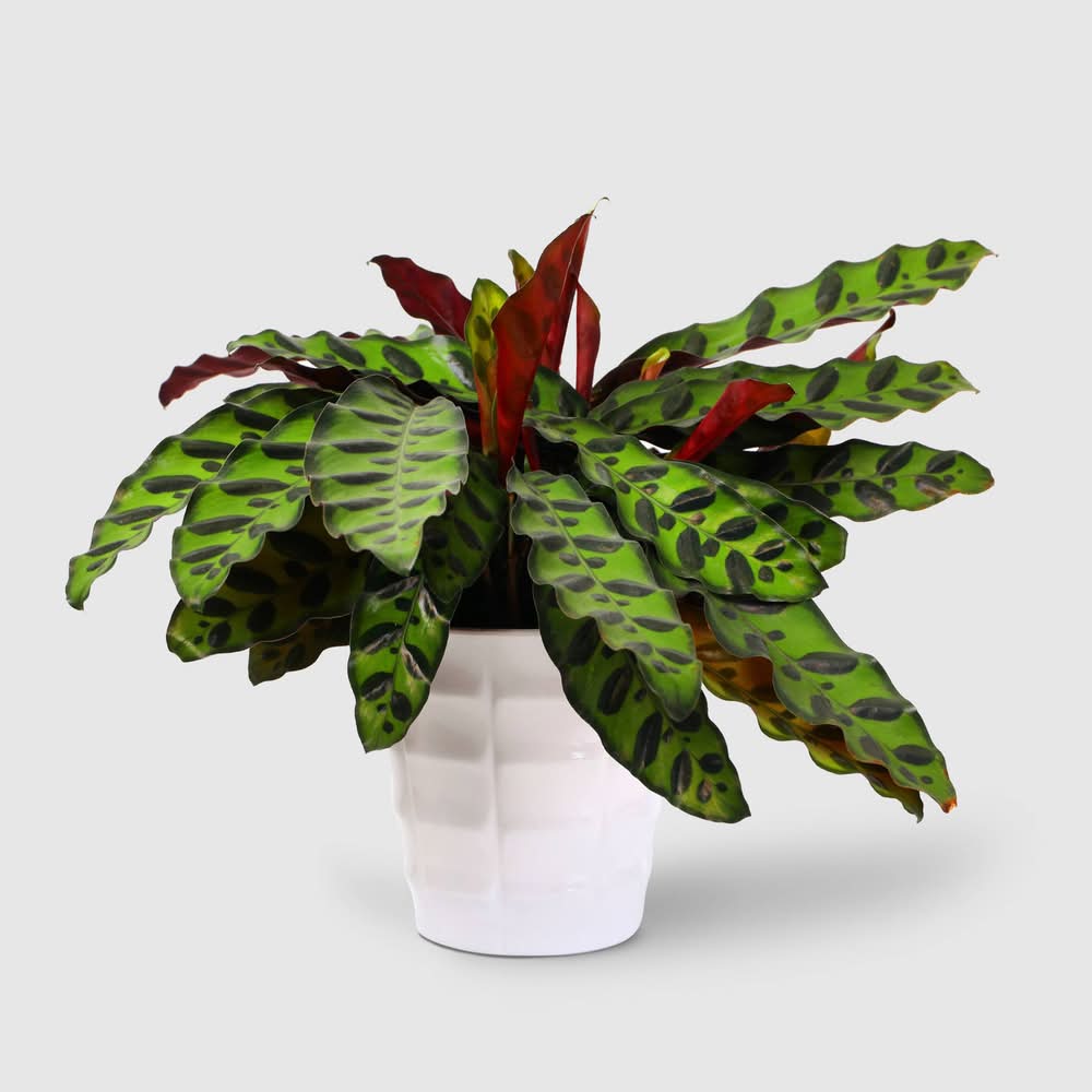 Good Little Garden Live Signature Foliage Plant