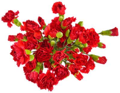 Signature Select Mini Carnations 9 Stems - Each