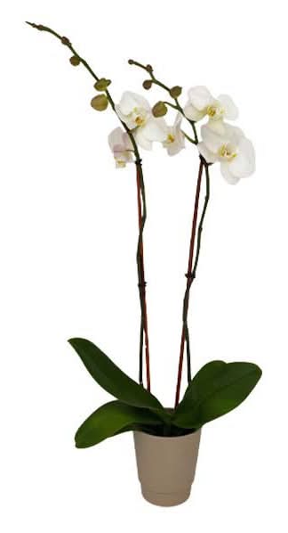 Wegmans White Phalaenopsis Orchid, 5 Inches