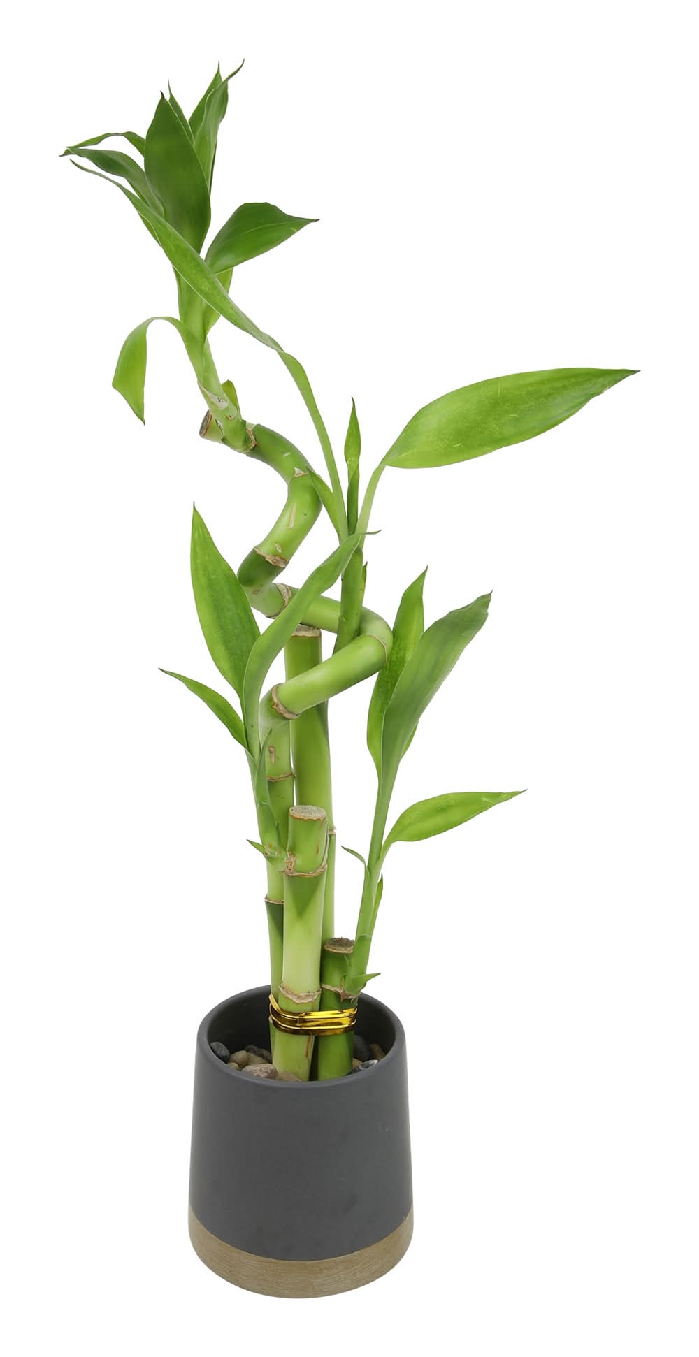 Lowe's Lucky Bamboo House plant in 3 Ounce(s)