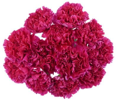 Signature Select Carnations 12 Stem - Each (Colors May Vary)