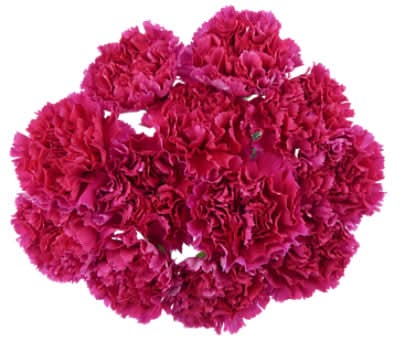 Signature Select Carnations  - Each (Colors May Vary)