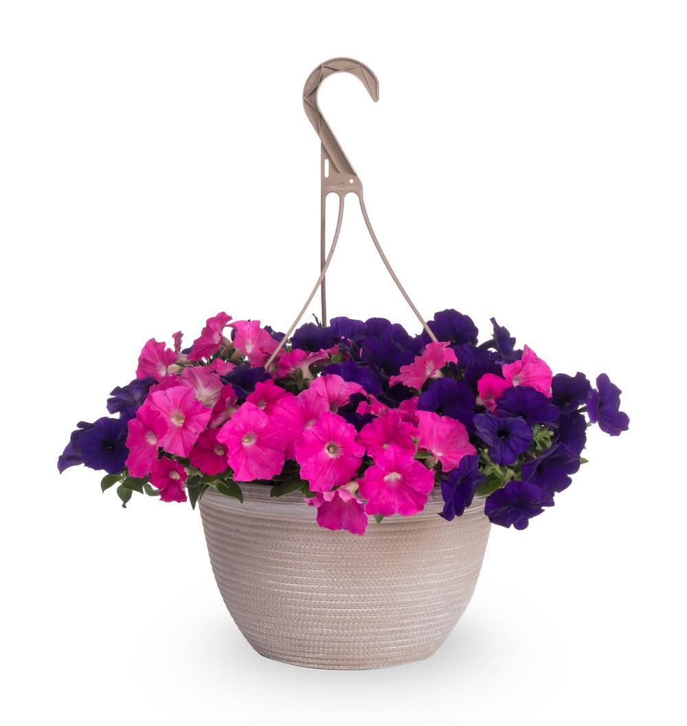 Lowe's 2 Gallon(s) Multicolor Petunia Mix Hanging Basket 1 -Pack - Low Maintenance