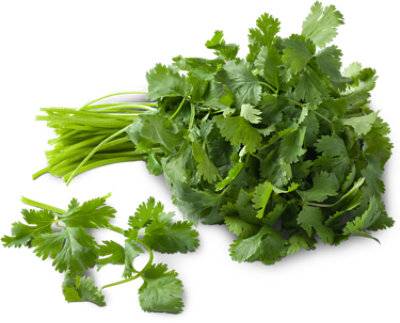 Organic Cilantro Coriander