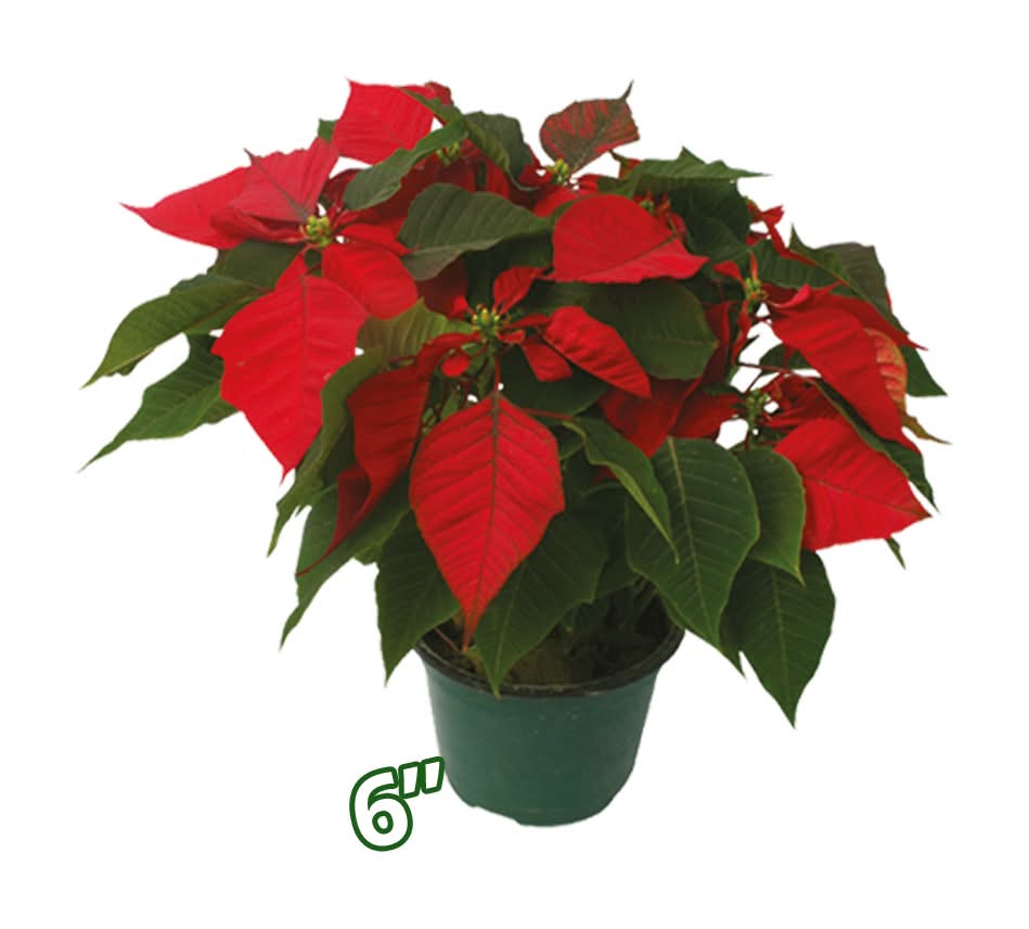 Nochebuena  6'' Premium  Sin Marca  1.0 - Pza