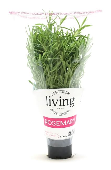 North Shore Living Potted Rosemary