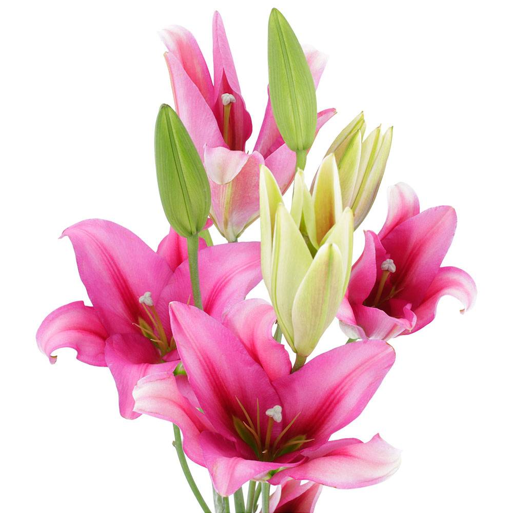 Remem floral ramo de flores lily oriental (1 pieza)