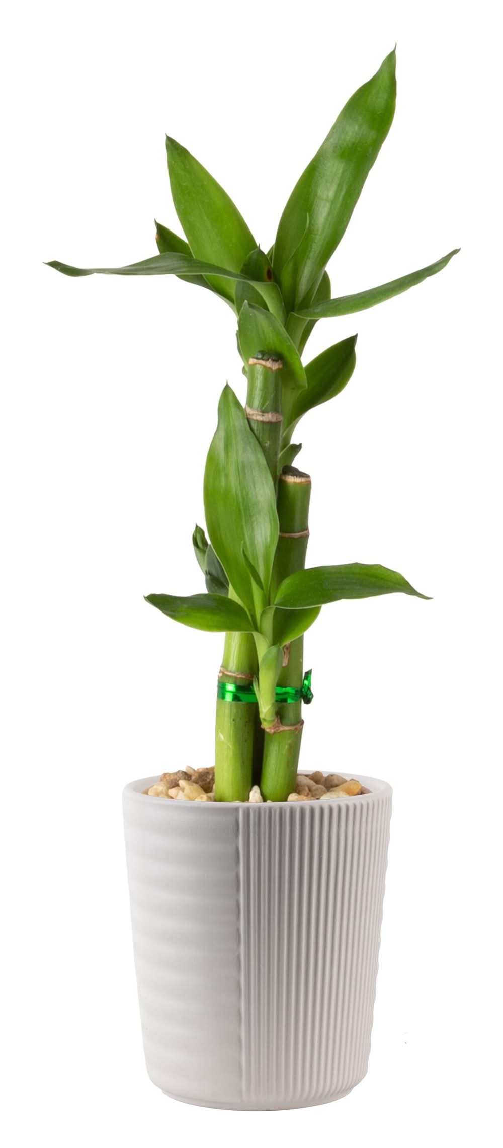 Costa Farms Specialty Lucky Bamboo House plant in 4 Ounce(s) Planter 1 -Pack