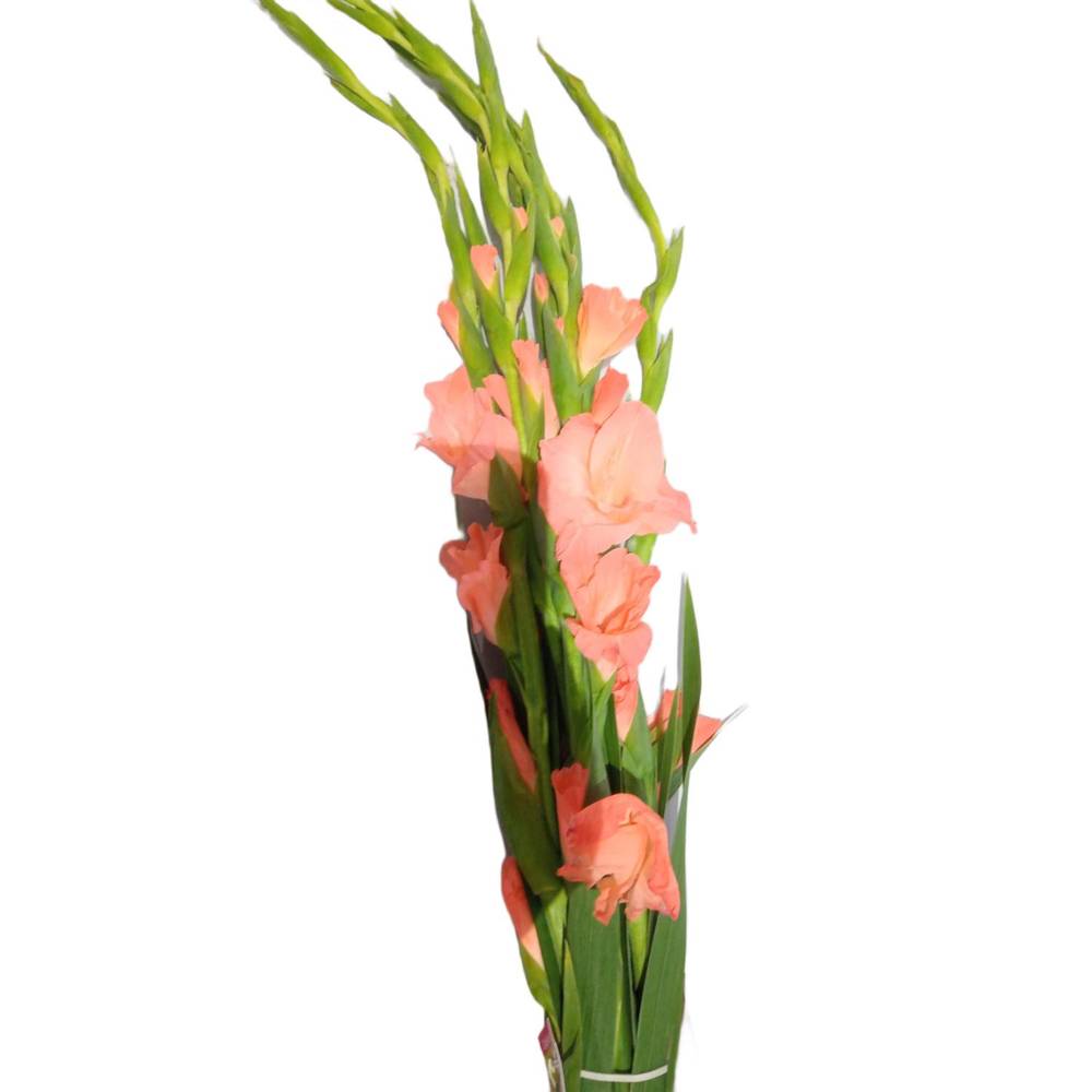 Gladiolus (7 count)