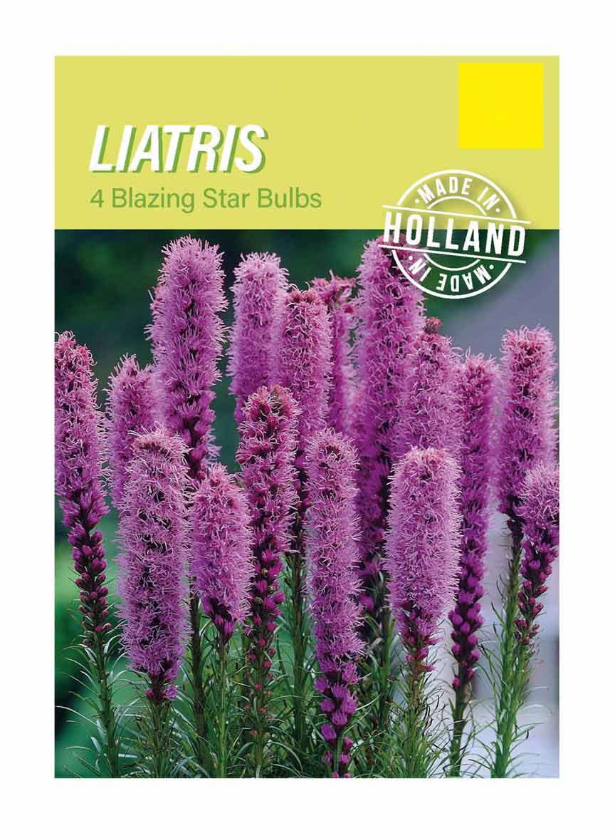 Liatris Blazing Star Bulbs 4 Ct