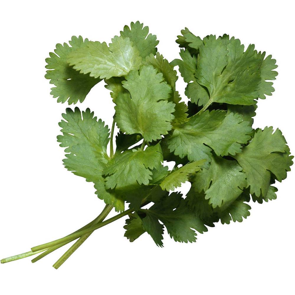 Cello Cilantro, 1 lb