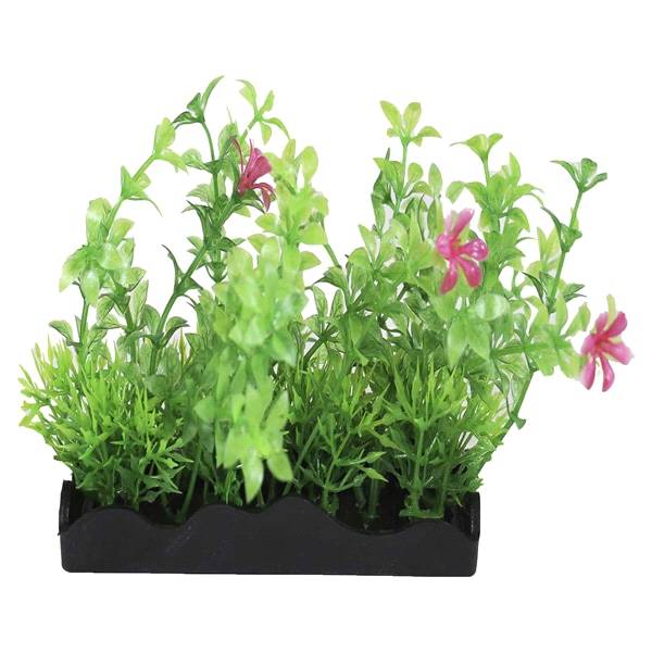 Medium Green and Pink Bunch Plant