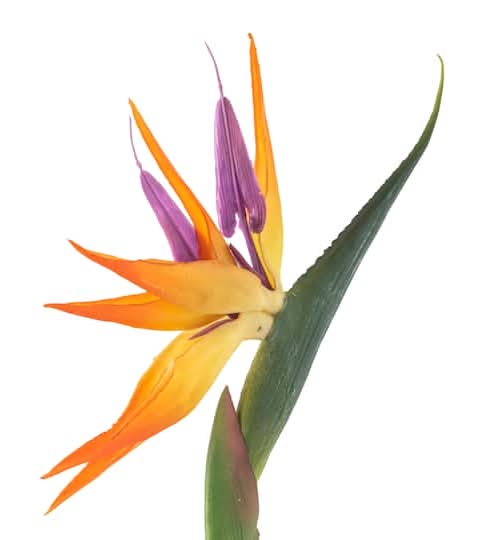 Ashland Tropical Bird Of Paradise Stem, 30 in, Yellow-Green