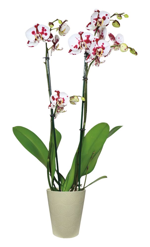5 Inch Easy Orchid