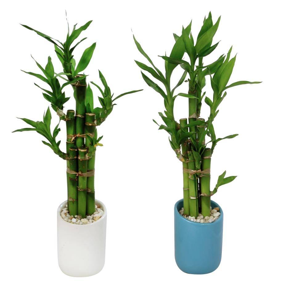 Lowe's Lucky Bamboo House Plant | NURSERY