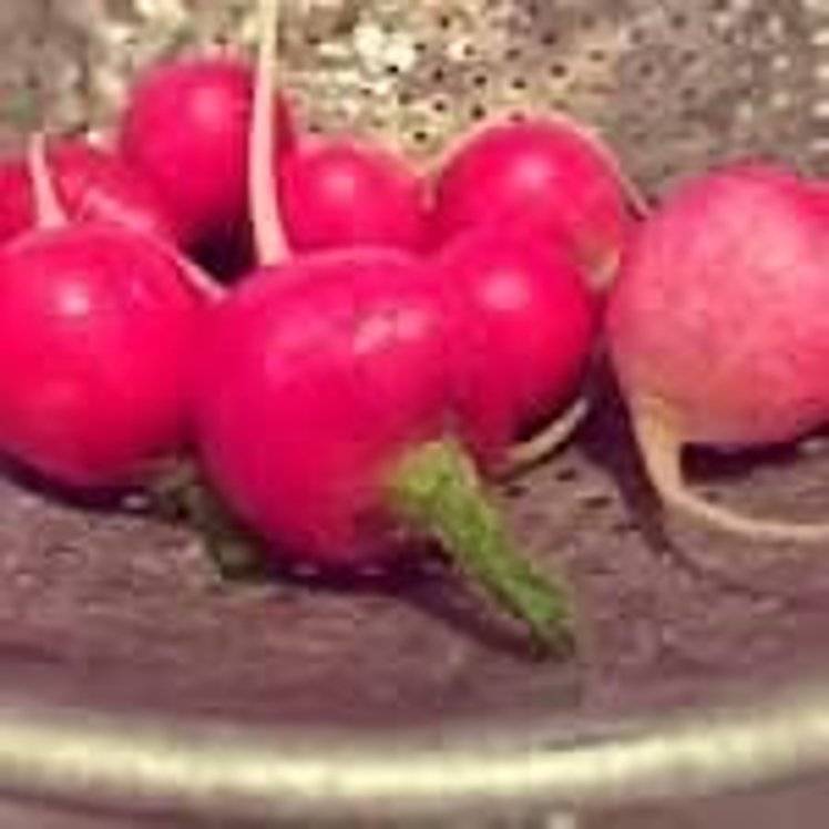 Radishes 5 Lb