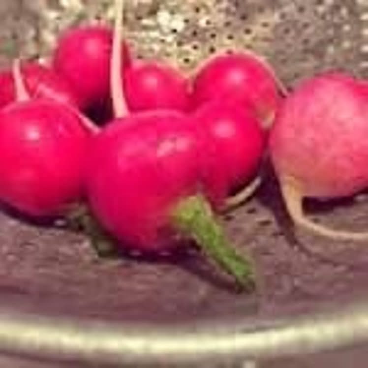 Radishes (4 ct)