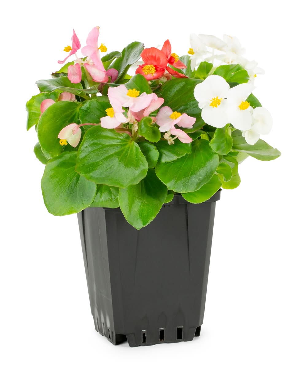 Lowe's 1 Pint Multicolor Begonia 1 -Pack - Low Maintenance