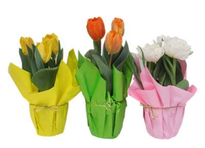 Tulip 4 Inch - Each