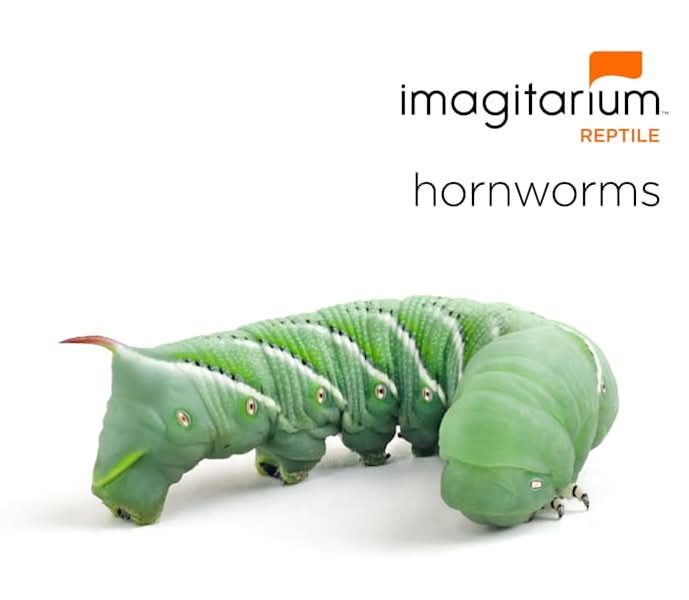 Imagitarium Hornworms Timberline Live Pet Food For Reptiles (4 ct)