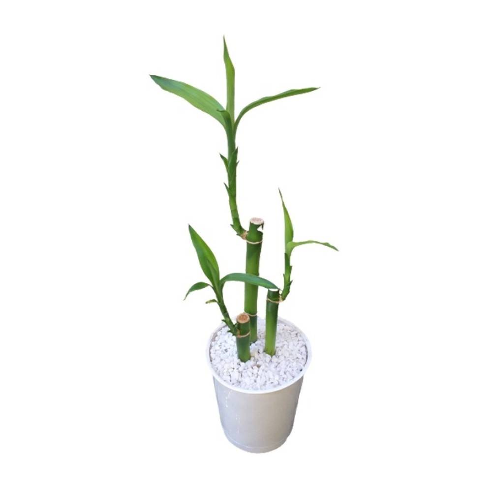 Dracena lucky bamboo