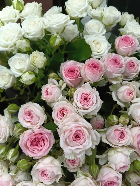 La Fleur d'Amour - Bressières (Paris)