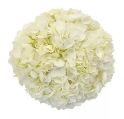 Debi Lilly Hydrangea Bouquet