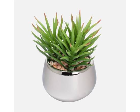 Torre &  Tagus · Succulente Pointue (None) - Spike