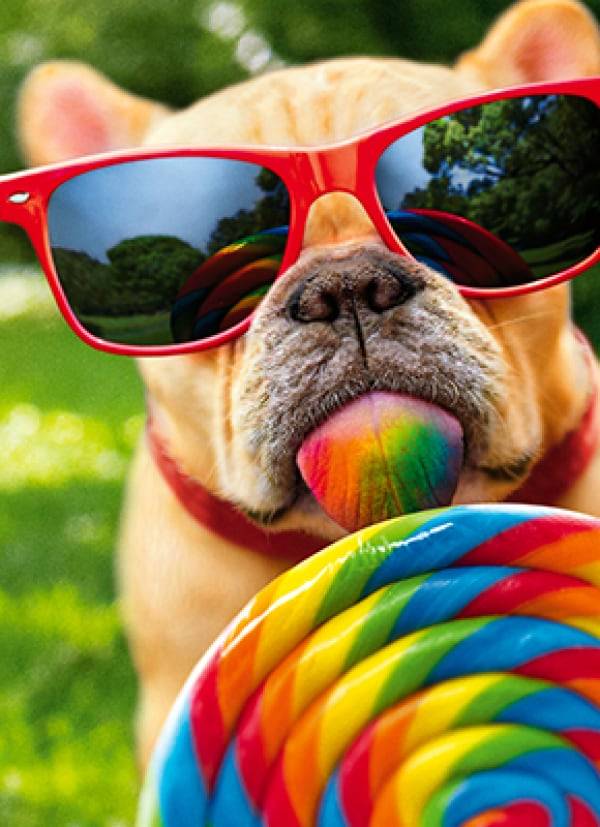 Avanti Card Bday Dog With Big Lollipop