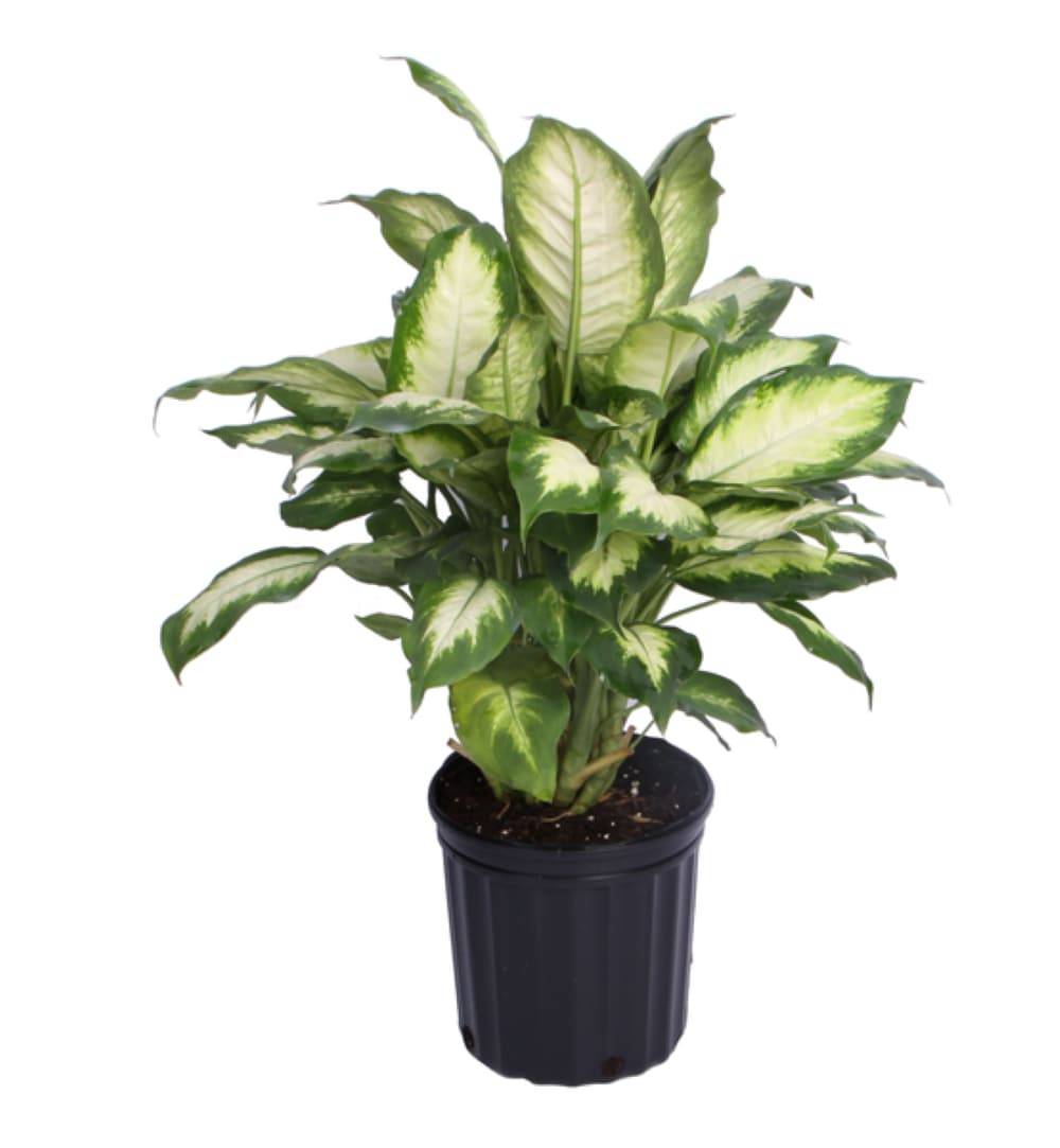 Lowe's Dieffenbachia House Plant in 1.72-Gallon Pot | NURSERY