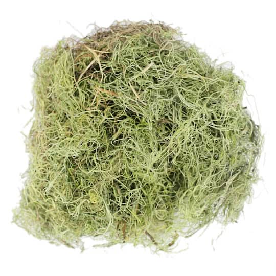 Ashland Basil Green Spanish Moss