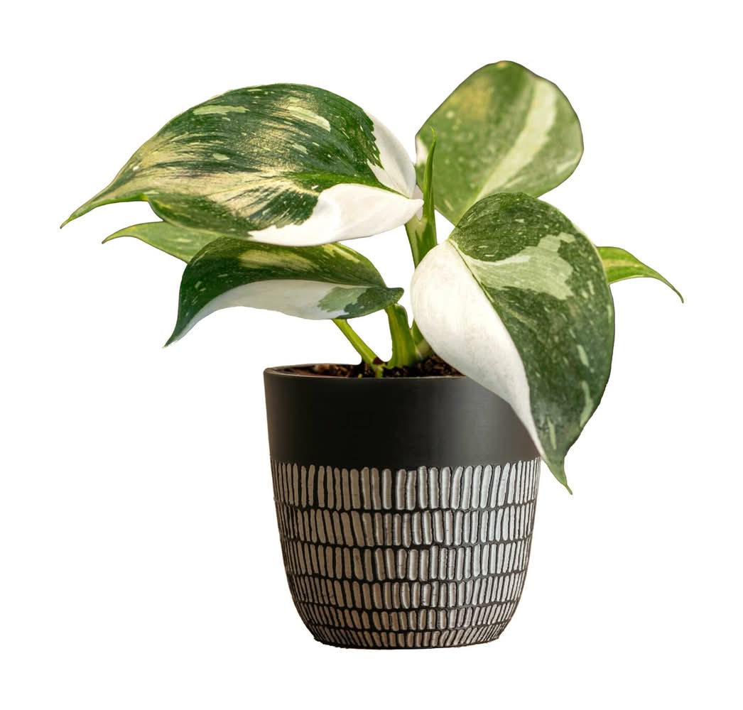 LiveTrends Charcoal Etchings - Assorted Foliage House plant in 12 Ounce(s) Pot 1 -Pack