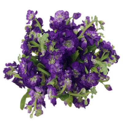 Purple Lavender Signature Cuts - Each