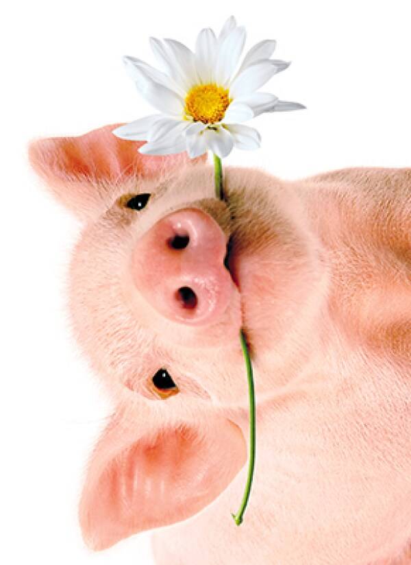 Avanti Card Blank Pig Holds Flower