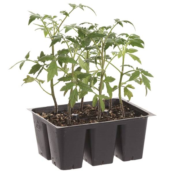 Bonnie Plants 606 Pack Tomato - Celebrity